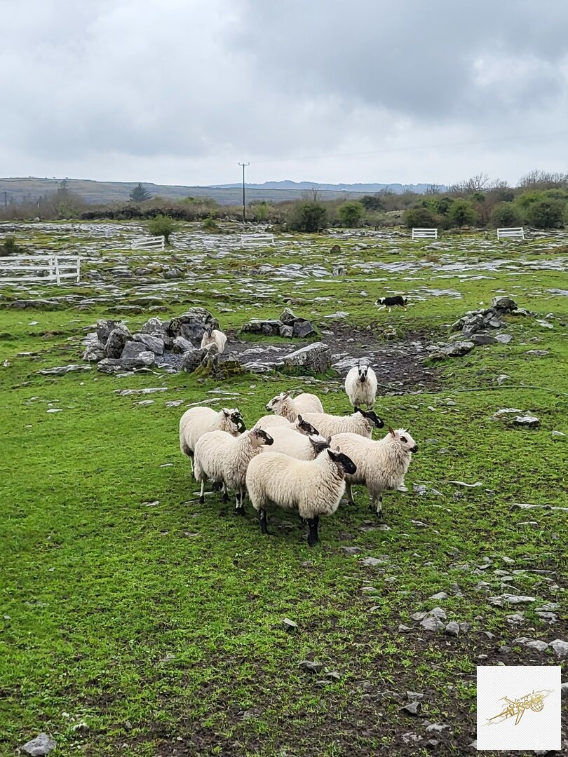 Irlande - Route