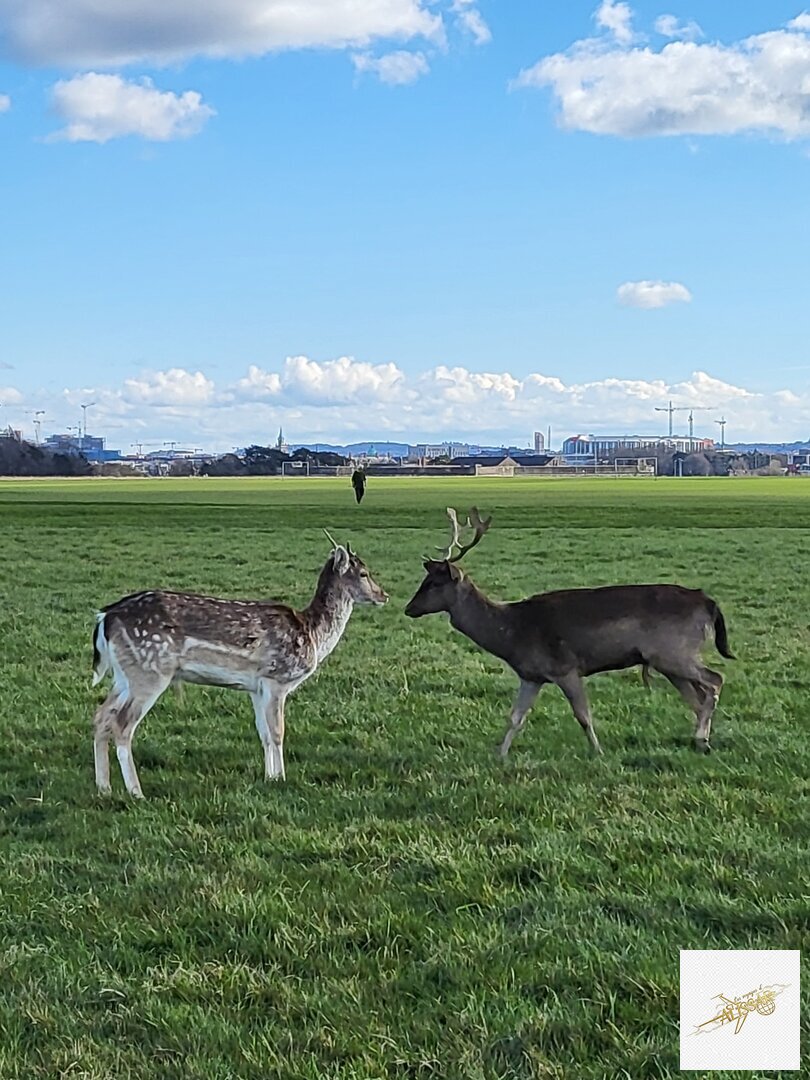 Irlande - Côte