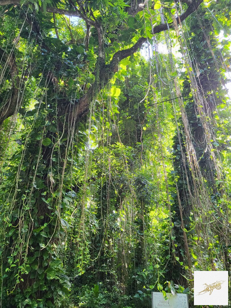 Martinique - Île