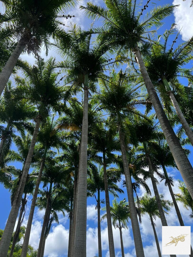 Martinique - Lagon